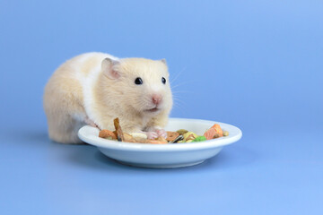 Wall Mural - Cute fluffy hamster eats food from a plate on a blue background, pets