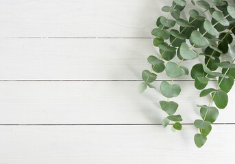 Wall Mural - Eucalyptus branches frame top view on a white wooden background with  copy space. floral card template