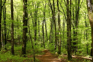 Path goes into a forest of tall green trees with the sun entering through their tops. Lordship of Bertiz, Navarra, Spain.