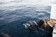 Delphin schule begleitet Segel Katamaran 