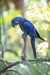 Wall Mural - great blue macaw is perched on a tree limb on a sunny day in the rainforest