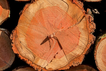 Wall Mural - close up view of a recently felled Scots pine (Pinus sylvestris) tree trunk ready for sale 