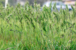 Poa pratensis grass grows in the city park.Grass Seeds.Natural background.Selective focus.