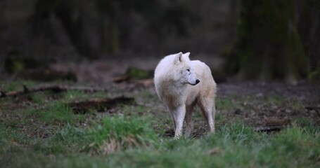 Canvas Print - a white wolf resting in the forest