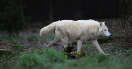 Canvas Print - a white wolf resting in the forest