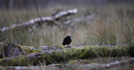 Canvas Print - a crow removes bark from a tree