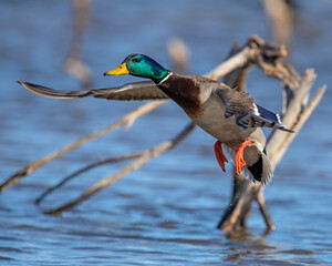 Wall Mural - Mallard Drake in flight