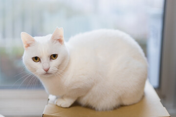 白の保護猫（a cute white rescued cat）