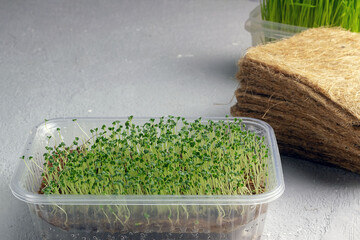 Growing microgreens at home. Fresh chia sprouts, natural food