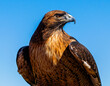 Majestic Hawk. This is a closeup of a hawk.