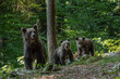 Brown bears in the slovenia wood. Female of brown bear with cubs. European wildlife. 