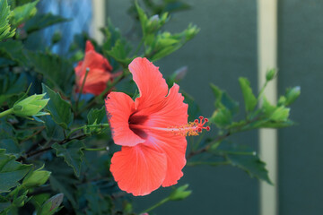 Flor roja