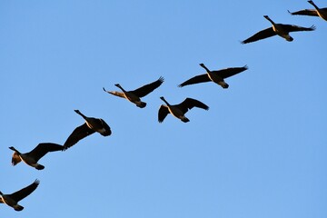 Canvas Print - Flock of Geese in a Blue Sky