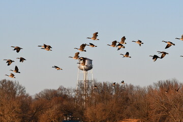 Poster - Flock of Geese Flying in a Blue Sky