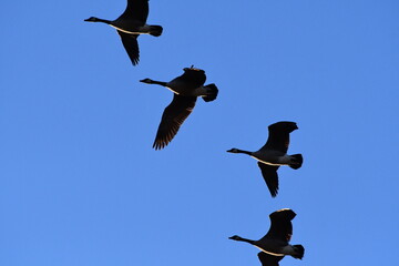 Poster - Geese Flying in a Blue Sky