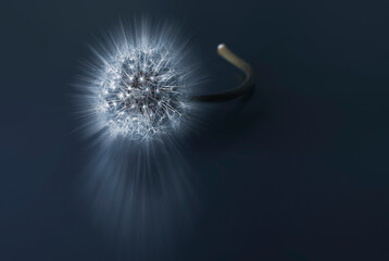 Wall Mural - Sparkles coming out from a dandelion on a dark background