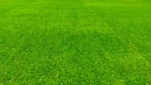 Abstract Defocused Green Grass Carpet With A Few Styrofoam Grains In The Cicalengka Tourism Area, Indonesia