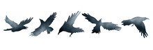 Collection Of Different Birds Position. Watercolor Hand Drawn Set With Illustration Of Flock Of Crows And Ravens Birds Silhouettebisolated On White Background. Dark Blue, Black Gradient.