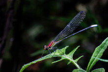 Chongqing  Damselflies Mountain Ecology With Dragonfly
