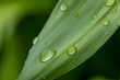 © View Stock - nature green leaf with drops close-up