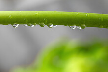 Nature Green Plant Stem With Drops Close-up