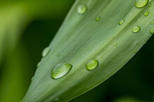 Nature Green Leaf With Drops Close-up
