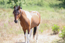 Light Brown Young Colt Stand In Field, In Flower Meadow, Wild Animal In Nature