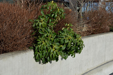 Wall Mural - Black Hellebore Heleborus niger blooms in March and may have deep purple petals, in a concrete pot on the patio