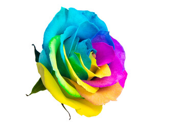 Poster - colored rose isolated