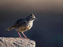 Small Bird Standing On Rocky Surface