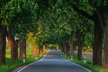 Asphalt Road Lined With Horse Chestnut Trees (Aesculus Hippocastanum) In Summer