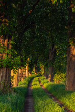 Rural Dirt Road Lined With Horse Chestnut Trees (Aesculus Hippocastanum) In Summer