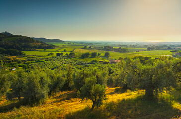  Castagneto Carducci panoramic view and Bolgheri vineyards. Maremma, Tuscany, Italy