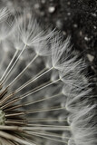 Fototapeta Dmuchawce - romantic white dandelion flower seed in springtime