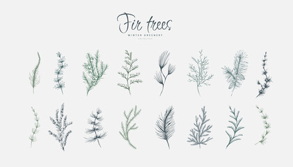evergreen plants floral logo and branch set. fir trees hand drawn line winter plant, herb with elega
