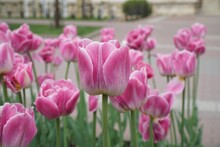 Pink Tulips In A Flower Bed In The City