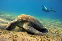 Turtle Feeding On Seagrass