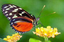 Papillon Heliconius Hecale Sur Une Fleur
