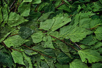 Dry birch broom close-up. Accessories for baths and saunas.Texture and background of leaves.