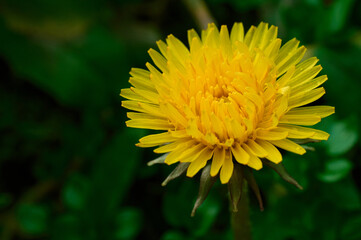 Wall Mural - yellow flower of a dandelion