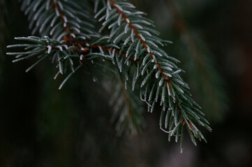 Wall Mural - branches of a pine