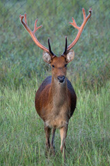 Wall Mural - Barasingha deer with new antlers, Rucervus duvaucelii, Kanha National Park, Madhya Pradesh