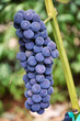 Podłużna kiść winorośli o ciemnych owocach, rosnąca na winnicy.