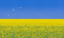 Rapeseed Field. Ukraine Flag