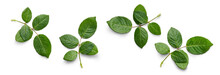 A Collection Of Small Rose Leaf Twigs With Five Leaves Isolated Against A White Background.