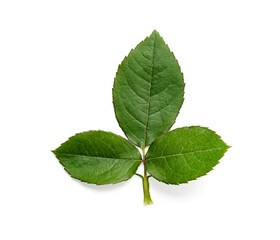 Fototapete - A small rose leaf twig with three leaves isolated against a white background.