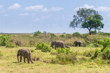 Fototapeta Sawanna - A herd of wild elephants walk through the savanna of Masai Mara National Park in Kenya, East Africa