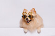 Portrait of cute puppy purebred pomeranian spitz
in funny glasses. Little smiling dog spitz on gray background. Free space for text. Dog for advertising tape. Playful pet close-up.