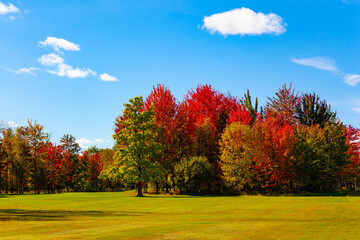 Canvas Print - The green, red and yellow foliage