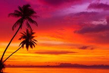 Coconut Palm Trees On Tropical Island Beach At Sunset